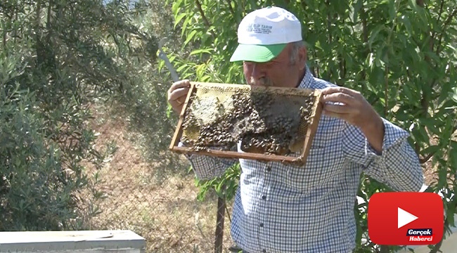 Arı dolu çıtayı öpüp, arıları eliyle tutuyor