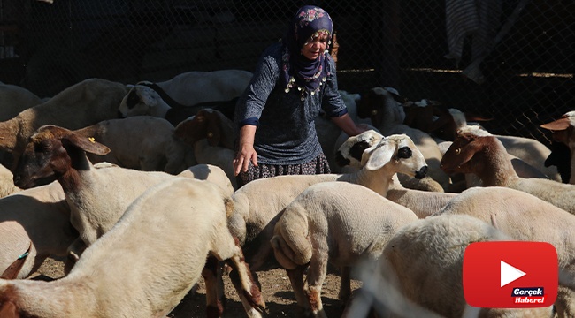 Bakanın hediye ettiği 40 koyun 80’e çıktı