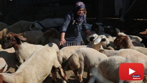 Bakanın hediye ettiği 40 koyun 80’e çıktı