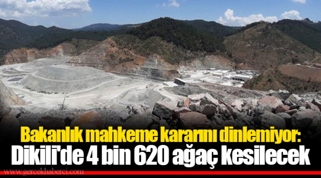 Bakanlık mahkeme kararını dinlemiyor: Dikili'de 4 bin 620 ağaç kesilecek