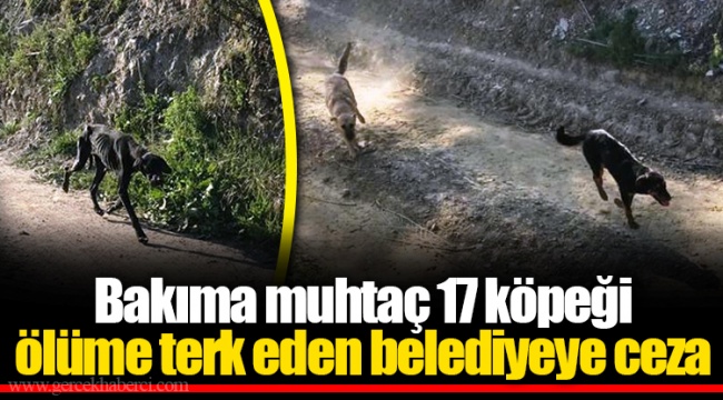 Bakıma muhtaç 17 köpeği ölüme terk eden belediyeye ceza