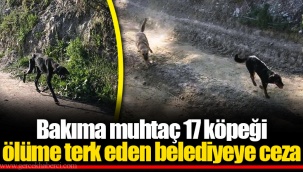 Bakıma muhtaç 17 köpeği ölüme terk eden belediyeye ceza