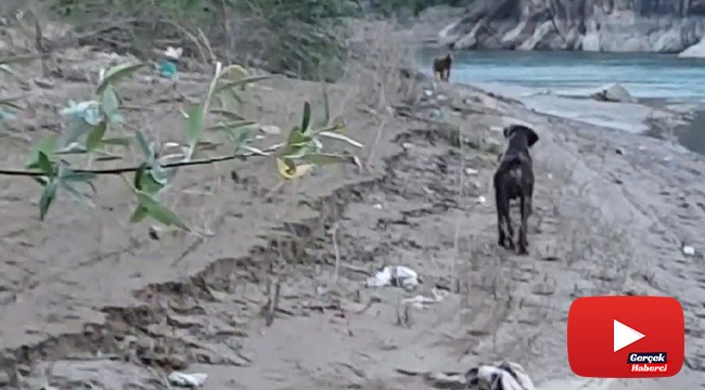 Balık tutmak için indiği baraj gölü kıyısında ayı saldırısından köpeği sayesinde kurtuldu