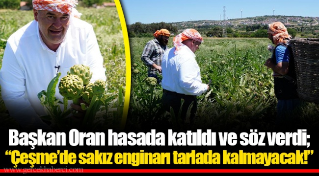 Başkan Oran hasada katıldı ve söz verdi; “Çeşme’de sakız enginarı tarlada kalmayacak!”