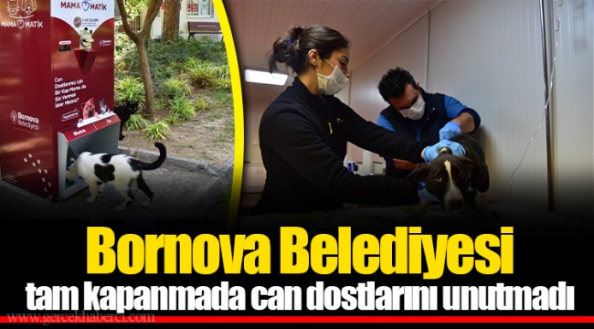 Bornova Belediyesi tam kapanmada can dostlarını unutmadı