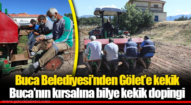 Buca Belediyesi’nden Gölet’e kekik 