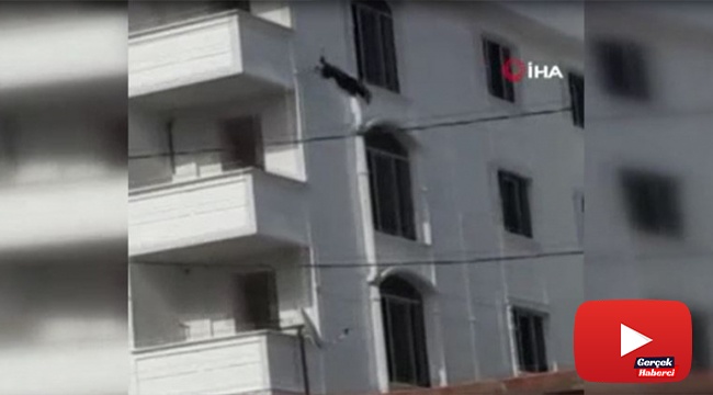 Çıkış yolunu bulamayan köpek balkondan aşağıya atladı