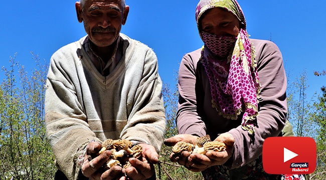 Dedektif gibi mantar arıyorlar, kilosunu 150 TL'den satıyorlar
