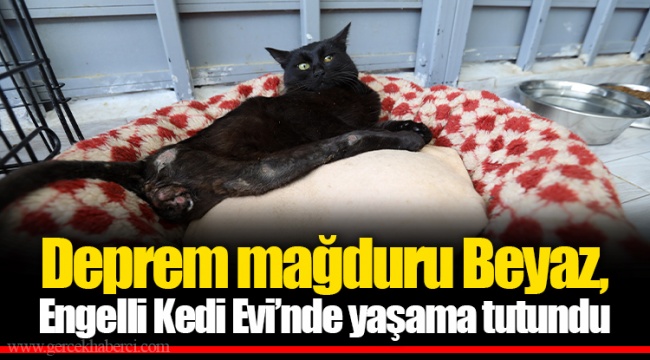 Deprem mağduru Beyaz, Engelli Kedi Evi’nde yaşama tutundu