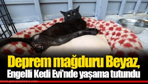 Deprem mağduru Beyaz, Engelli Kedi Evi’nde yaşama tutundu