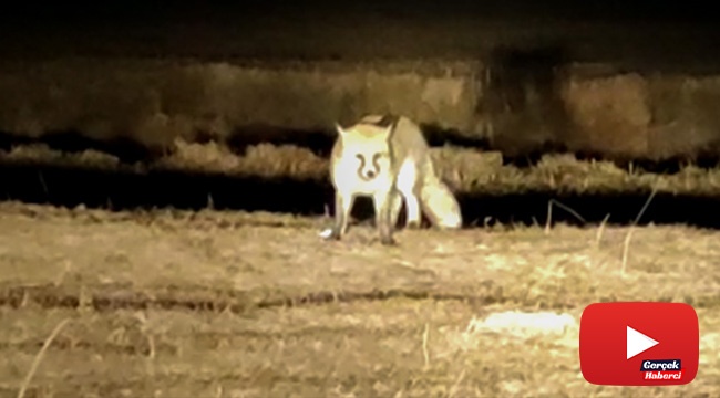 Dere kenarında karşılaştıkları tilkiyi besliyorlar