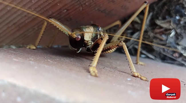 Dev çekirge görenleri hayretler içinde bıraktı