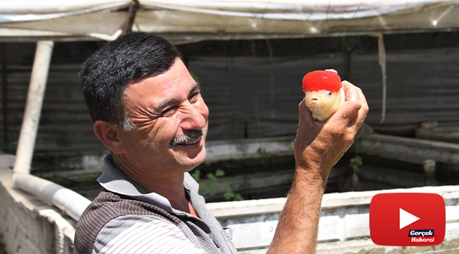 Domatesten istediği parayı kazanamayınca serada süs balığı üretmeye başladı
