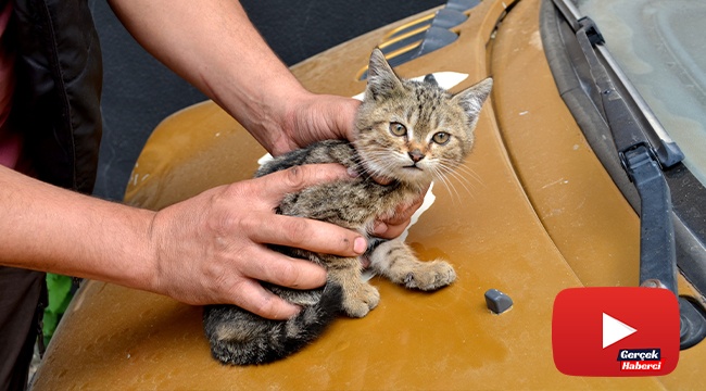 Duyarlı vatandaştan otomobilin sürücüsüne not: "Kaputta kedi var"