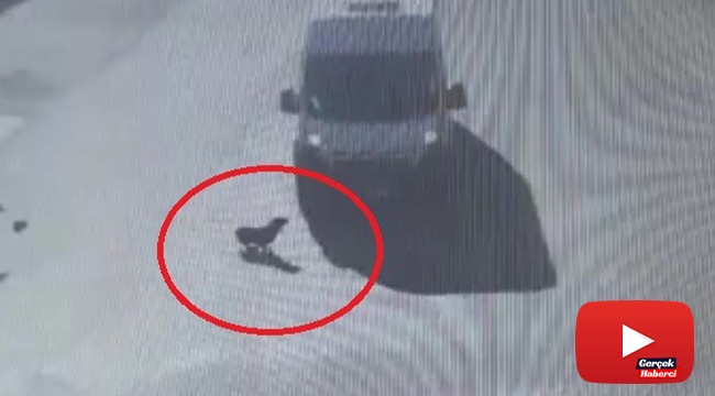 Engelli köpeği ezdi, hiçbir şey olmamış gibi yola devam etti