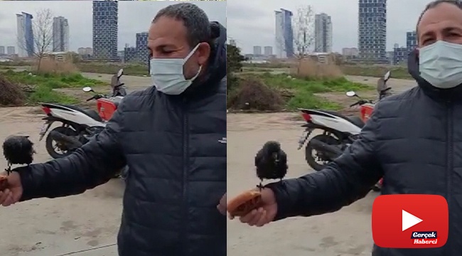 Karga ile kahvaltı yapan simitçi yürekleri ısıttı