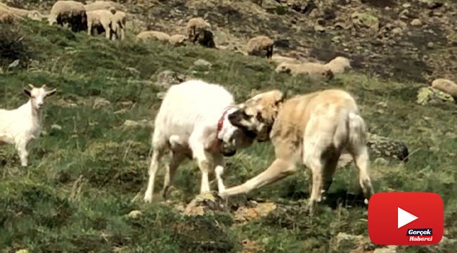Keçi çoban köpeğine kafa tutarsa