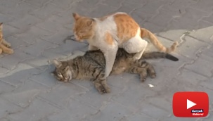 Kediden hayat dersi