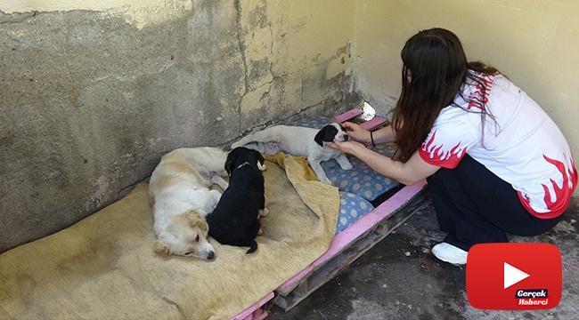 Kendi imkanlarıyla harabe olan kulübeyi sokak hayvanları için ev yaptı