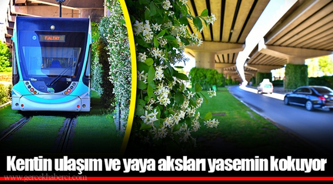 Kentin ulaşım ve yaya aksları yasemin kokuyor