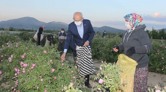 Kılıçdaroğlu işçilerle gül topladı