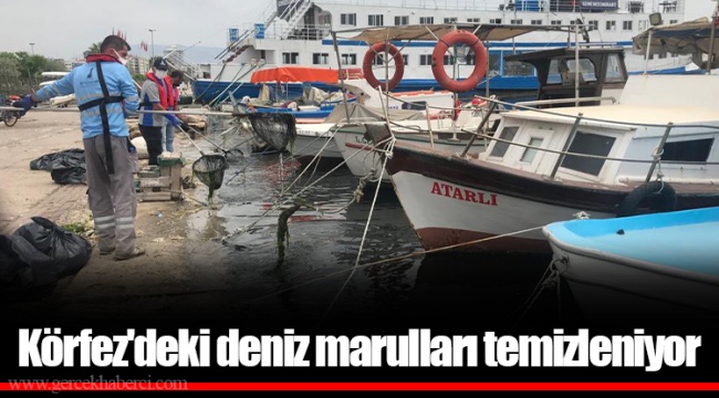 Körfez'deki deniz marulları temizleniyor