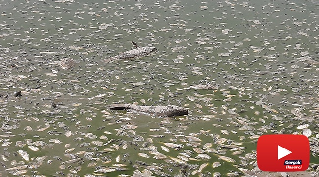 Kuraklık nedeni ile suyu çekilen gölette binlerce balık telef oldu