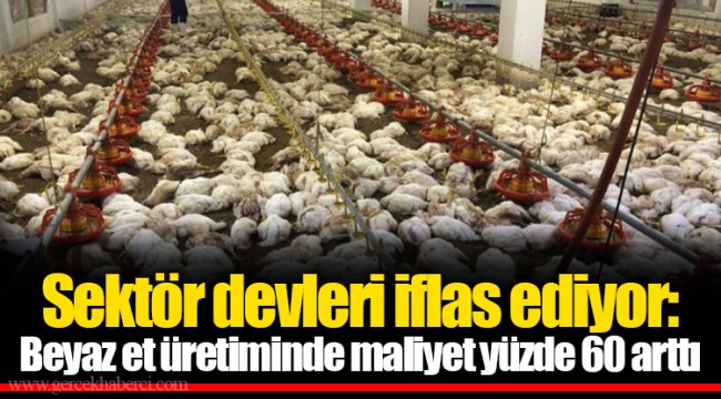 Sektör devleri iflas ediyor: Beyaz et üretiminde maliyet yüzde 60 arttı