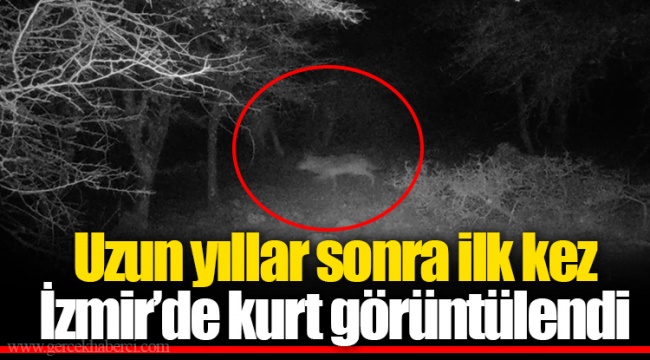 Uzun yıllar sonra ilk kez İzmir’de kurt görüntülendi