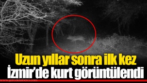 Uzun yıllar sonra ilk kez İzmir’de kurt görüntülendi