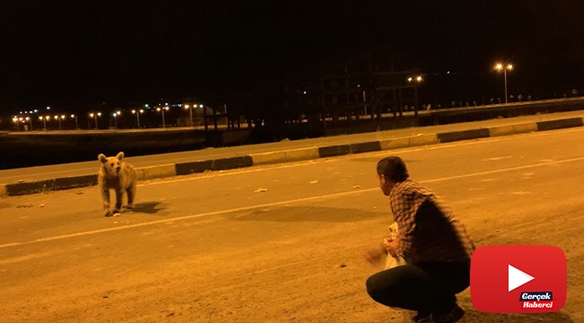 Yavru boz ayıları eliyle besledi