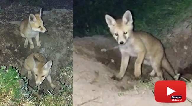 Yavru tilkilerin sevimli halleri kameralara yansıdı