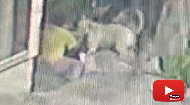 16 yaşındaki kıza pitbulllar saldırdı
