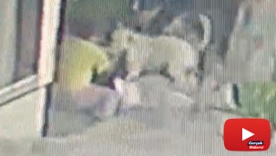 16 yaşındaki kıza pitbulllar saldırdı