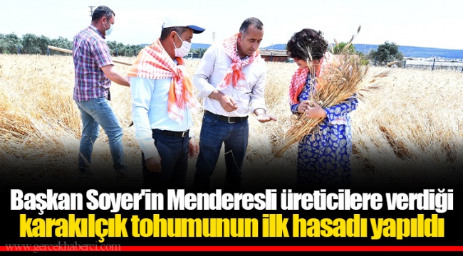 Başkan Soyer'in Menderesli üreticilere verdiği karakılçık tohumunun ilk hasadı yapıldı