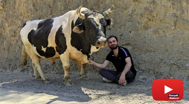 Boğası ve koyunu ile kurduğu iletişim dikkat çekiyor