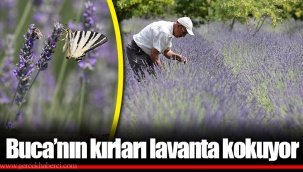 Buca’nın kırları lavanta kokuyor