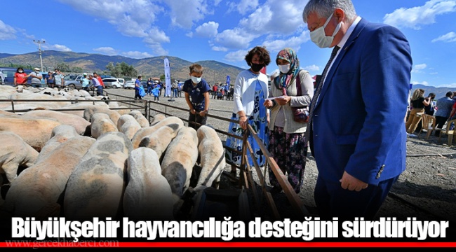 Büyükşehir hayvancılığa desteğini sürdürüyor