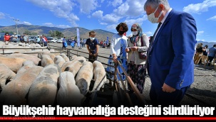 Büyükşehir hayvancılığa desteğini sürdürüyor