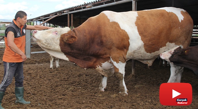Dev kurbanlık görenleri şaşırtıyor