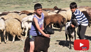 Devlet desteğiyle koyun varlığı artıyor