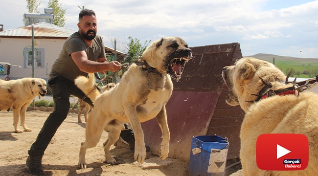 Dünyaca ünlü Kangal köpekleri o ildeki cezaevlerini koruyacak