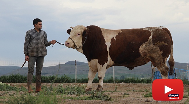 Fiyatıyla dudak uçuklatıyor, görenler gözlerine inanamıyor