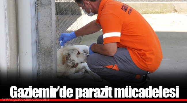 Gaziemir’de parazit mücadelesi