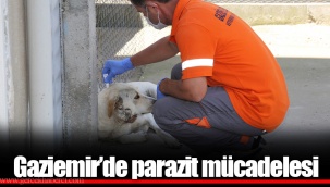 Gaziemir’de parazit mücadelesi