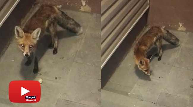 Her gün bakımevine gelen tilkiyi besliyor