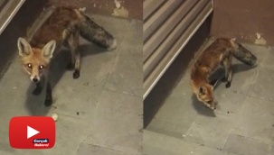 Her gün bakımevine gelen tilkiyi besliyor