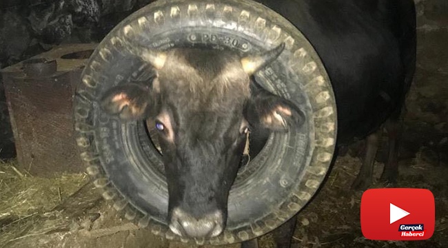 İneğin başına geçen araba lastiği itfaiye ekipleri tarafından çıkarıldı