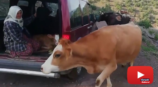İnek sürüsü buzağı için yol kesti, o anlar kamerada
