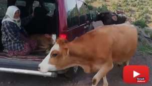 İnek sürüsü buzağı için yol kesti, o anlar kamerada